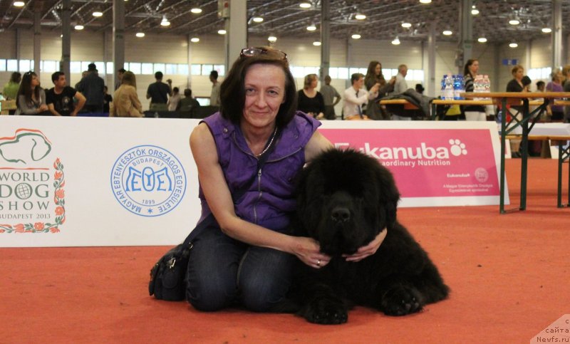 Фото: Ol'ga Koroleva (Ольга Королева), ньюфаундленд Aquatoriya Kelvin Ultimatum (Акватория Келвин Ультиматум)