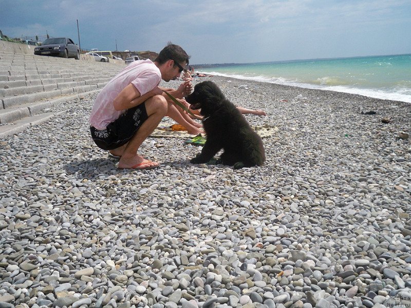 Фото: ньюфаундленд Sun Sheikh Bavariya Belle (Сан Шейх Бавария Бель)