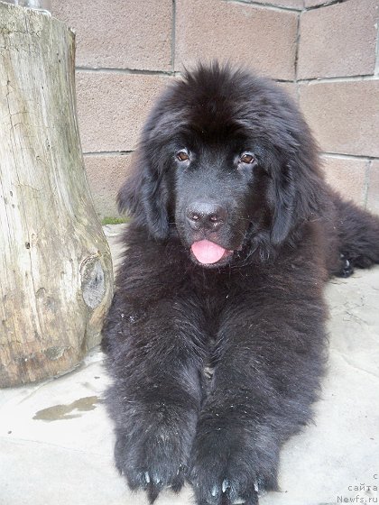 Фото: ньюфаундленд Sun Sheikh Bavariya Belle (Сан Шейх Бавария Бель)