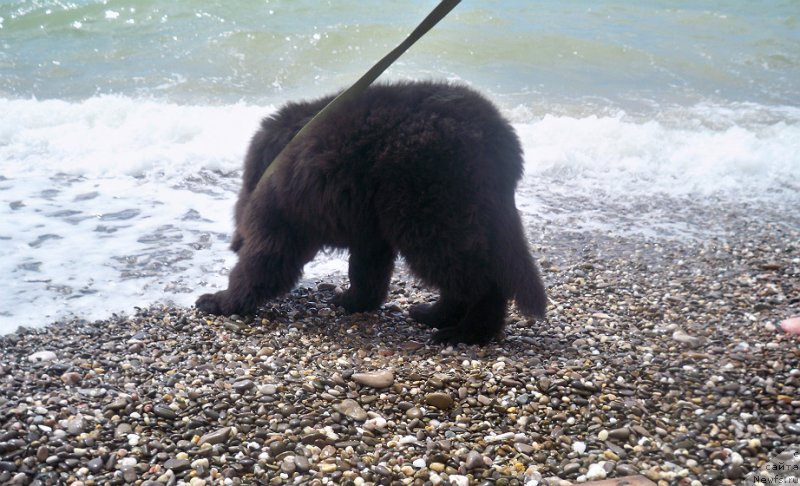 Фото: ньюфаундленд Sun Sheikh Bavariya Belle (Сан Шейх Бавария Бель)