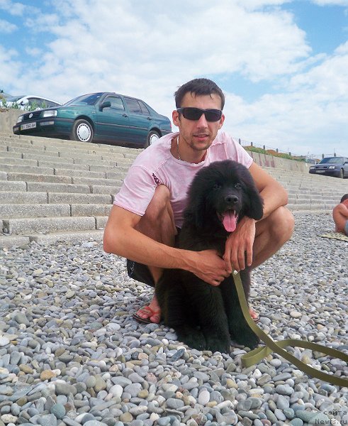 Фото: ньюфаундленд Sun Sheikh Bavariya Belle (Сан Шейх Бавария Бель)