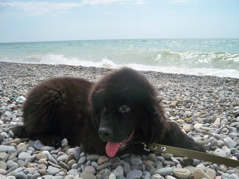 Фото: ньюфаундленд Sun Sheikh Bavariya Belle (Сан Шейх Бавария Бель)