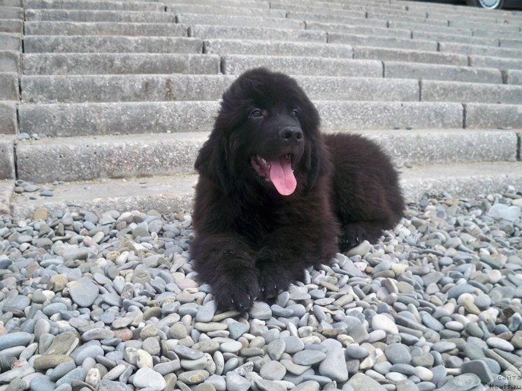 Фото: ньюфаундленд Sun Sheikh Bavariya Belle (Сан Шейх Бавария Бель)