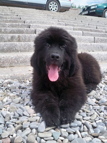 Фото: ньюфаундленд Sun Sheikh Bavariya Belle (Сан Шейх Бавария Бель)