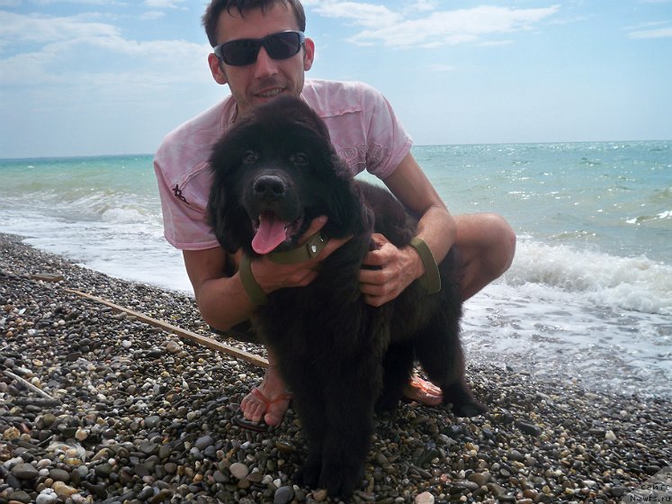 Фото: ньюфаундленд Sun Sheikh Bavariya Belle (Сан Шейх Бавария Бель)