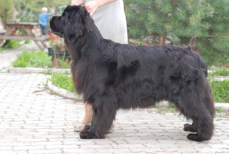 Фото: ньюфаундленд Piternyuf Mata Xari (Питерньюф Мата Хари)