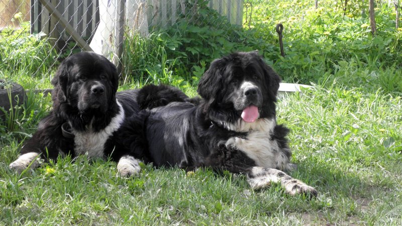 Фото: ньюфаундленд Starbimovlav Gardemarin (Старбимовлав Гардемарин), ньюфаундленд Pitern'yuf Jelannaya Moya (Питерньюф Желанная Моя)