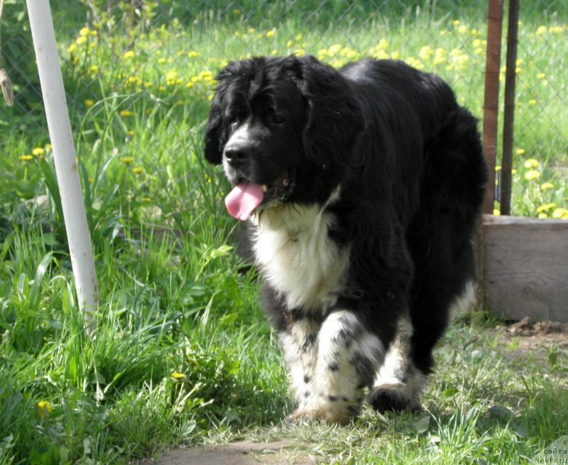 Фото: ньюфаундленд Pitern'yuf Jelannaya Moya (Питерньюф Желанная Моя)