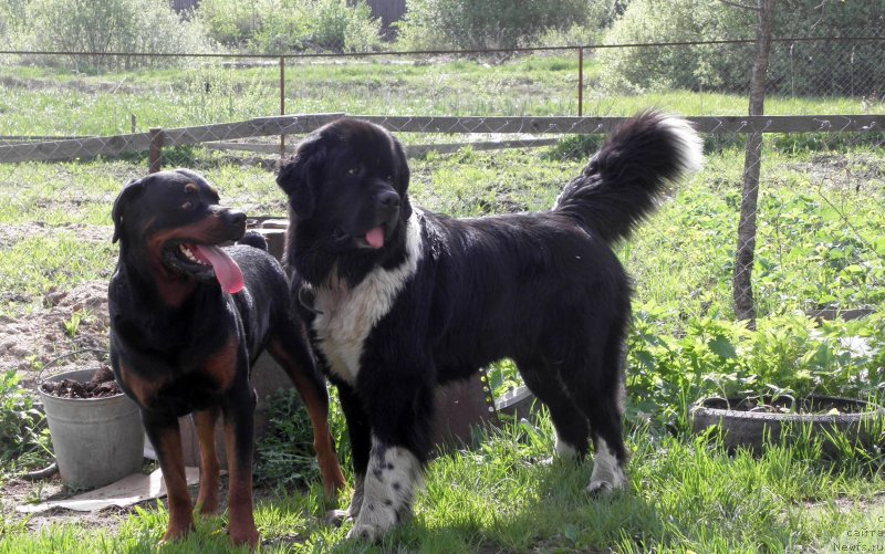 Фото: ньюфаундленд Starbimovlav Gardemarin (Старбимовлав Гардемарин)