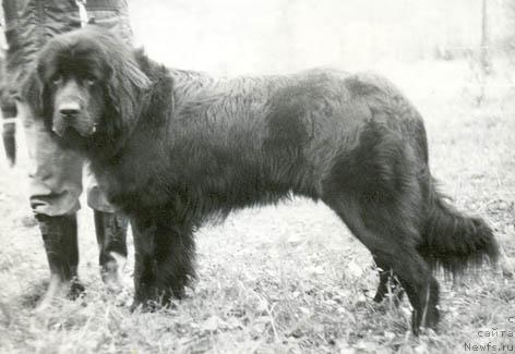 Фото: ньюфаундленд Zevs (Зевс)