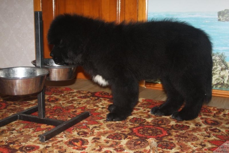 Фото: ньюфаундленд Beguschaya po Volnam Elegant Elizabeth (Бегущая по Волнам Елегант Елизабетх)