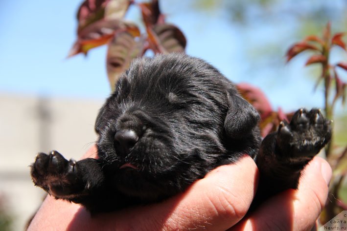 Фото: ньюфаундленд SHnaps s Berega Dona (Шнапс с Берега Дона)