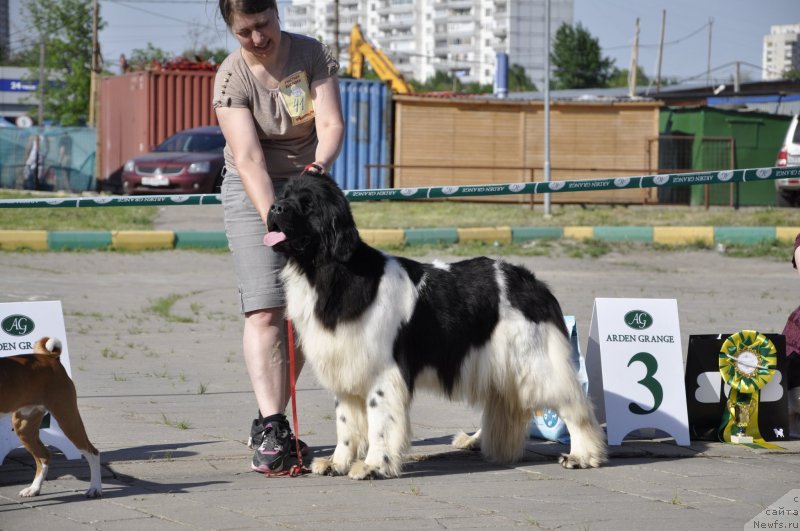 Фото: ньюфаундленд Callistos Resolution, Inga SHapoval (Инга Шаповал)