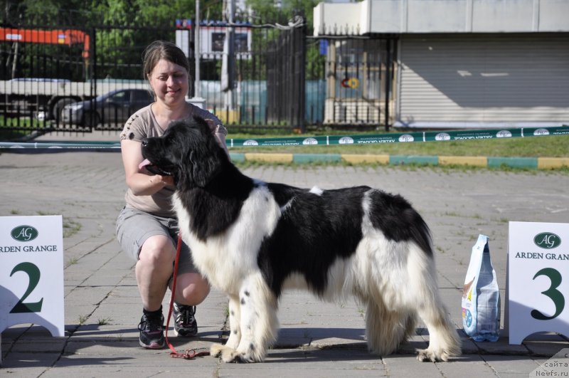 Фото: ньюфаундленд Callistos Resolution, Inga SHapoval (Инга Шаповал)