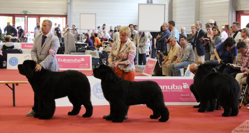 Фото: ньюфаундленд Aquatoriya Kelvin Fase Control (Акватория Келвин Фэйс Контрол), Tat'yana Abutova (Татьяна Абутова)