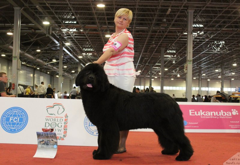 Фото: ньюфаундленд Aquatoria Kelvin Ursa High Spirit (Акватория Келвин Урса Хай Спирит), Tat'yana Abutova (Татьяна Абутова)