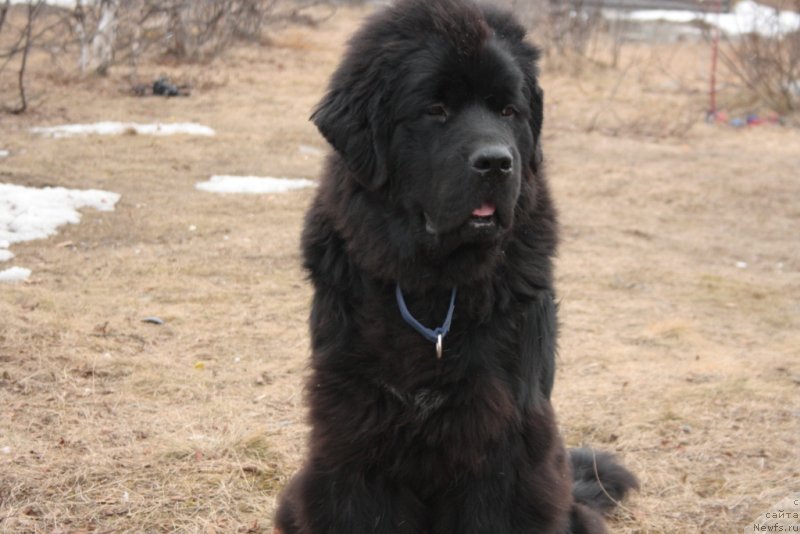 Фото: ньюфаундленд YUtub For YU (Ютуб Фор Ю)