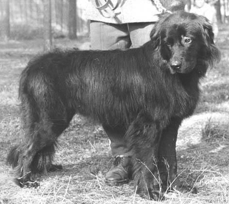 Фото: ньюфаундленд YErli Layni (Эрли Лайни)