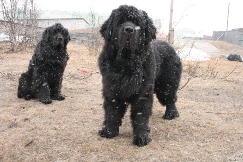 Фото: ньюфаундленд Beguschaya po Volnam Zero Kool (Бегущая по Волнам Зеро Коол)