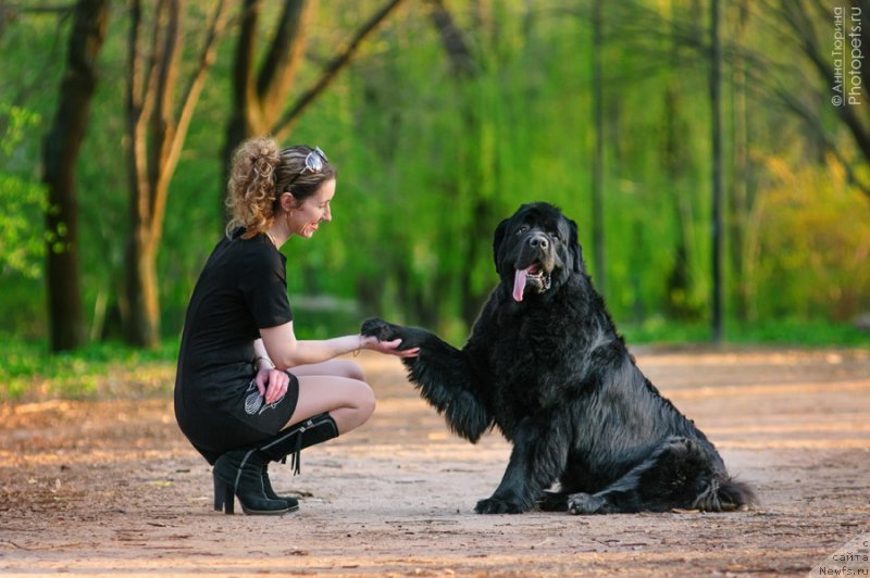 Фото: ньюфаундленд Zagadka Dominika Kara Deniz (Загадка Доминика Кара Дениз), Marina Demidova (Марина Демидова)