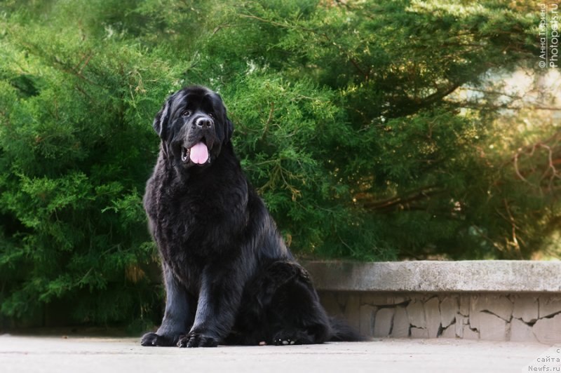 Фото: ньюфаундленд Zagadka Dominika Kara Deniz (Загадка Доминика Кара Дениз)