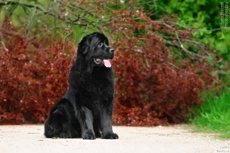 Фото: ньюфаундленд Zagadka Dominika Kara Deniz (Загадка Доминика Кара Дениз)