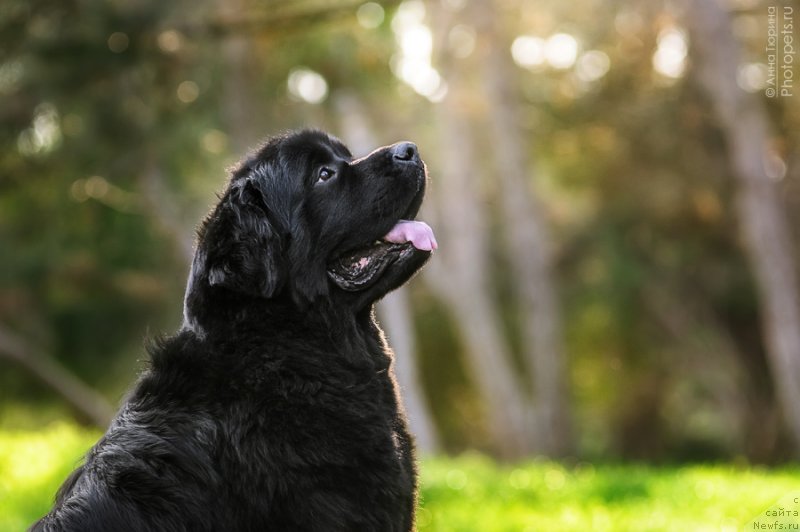 Фото: ньюфаундленд Zagadka Dominika Kara Deniz (Загадка Доминика Кара Дениз)