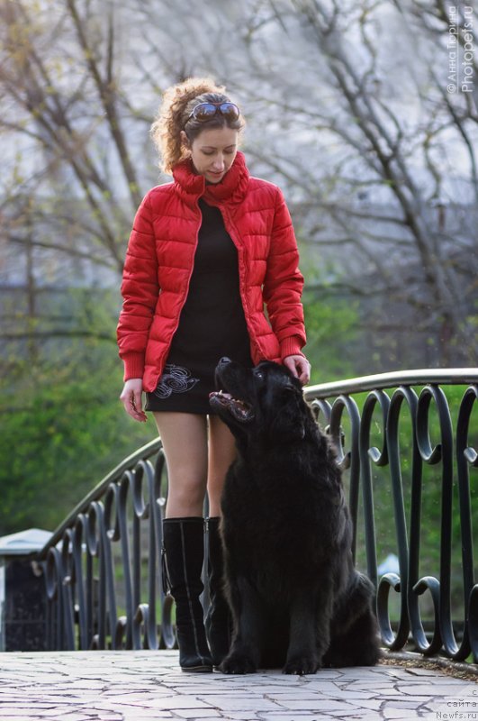 Фото: ньюфаундленд Zagadka Dominika Kara Deniz (Загадка Доминика Кара Дениз), Marina Demidova (Марина Демидова)