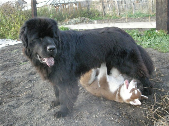 Фото: ньюфаундленд Krasavica Kori Drosser (Красавица Кори Дроссер)