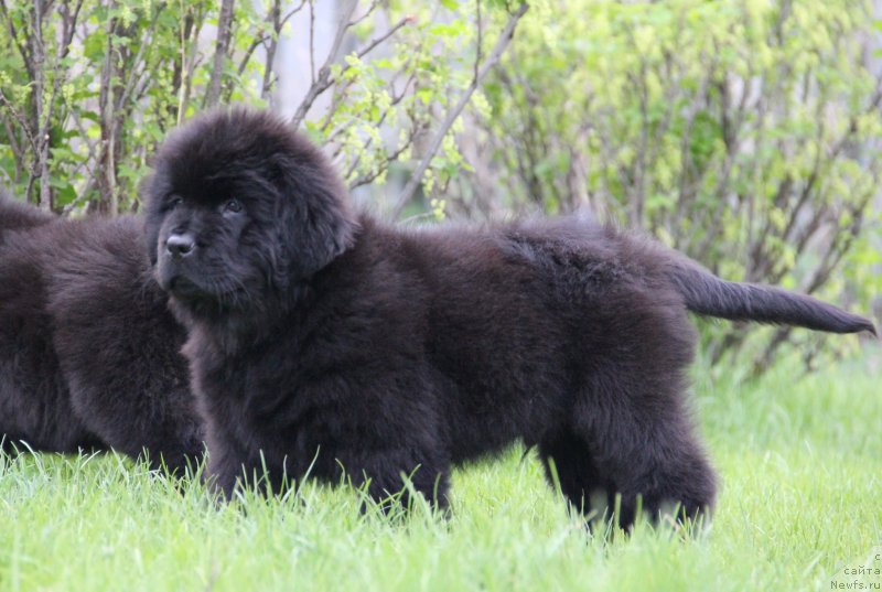 Фото: Ньюфорт Шарм Шоу