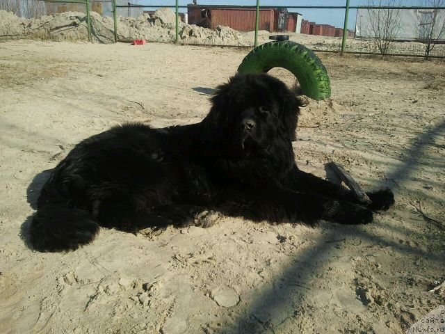 Фото: ньюфаундленд Akvian Song Invizibel YEnjel (Аквиан Сонг Инвизибел Энжел)