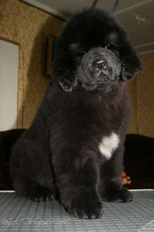 Фотография № 125856