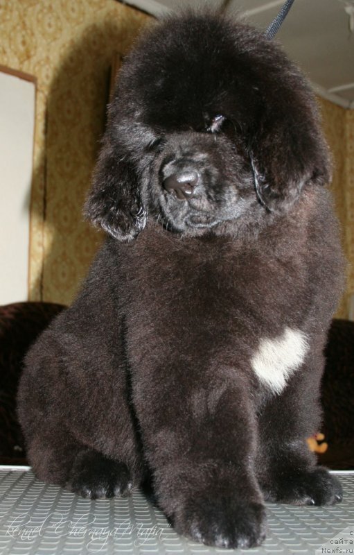 Фотография № 125857