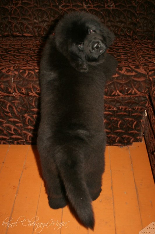 Фотография № 125858