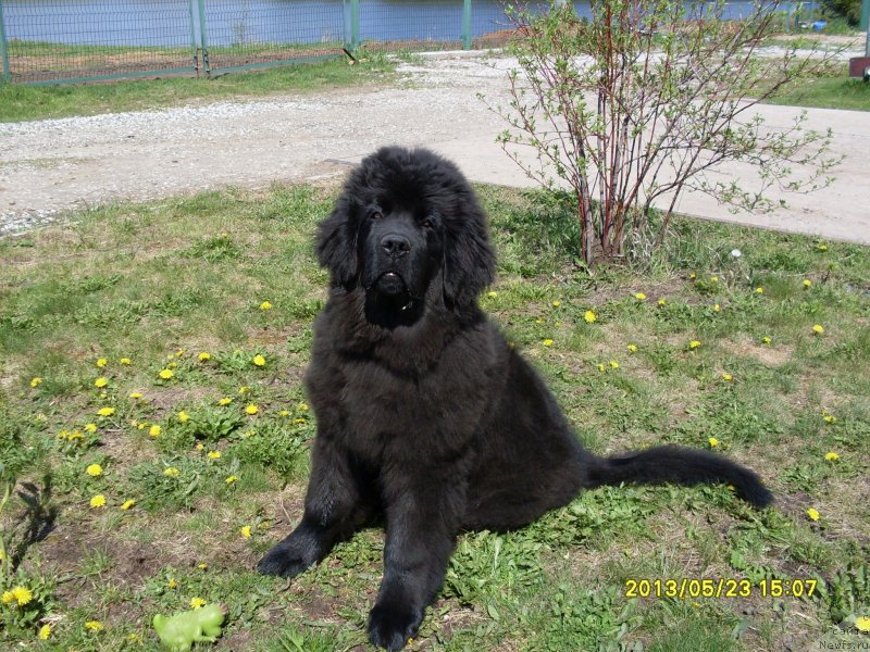 Фото: Aleksey Sibiryakov (Алексей Сибиряков)