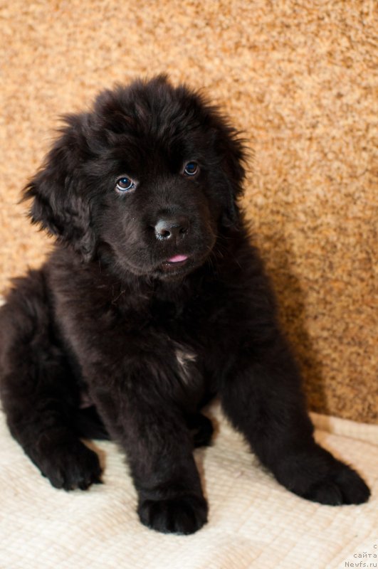 Фото: ньюфаундленд N'yufort SHikarnaya Ledi (Ньюфорт Шикарная Леди)