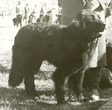 Фото: ньюфаундленд YEmir Layni (Эмир Лайни)