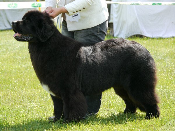 Фото: SHALOWSEAS AM I BOTHERED