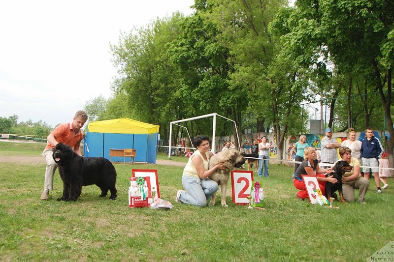 Фото: ньюфаундленд Ariadna Veik (Ариадна Вейк)
