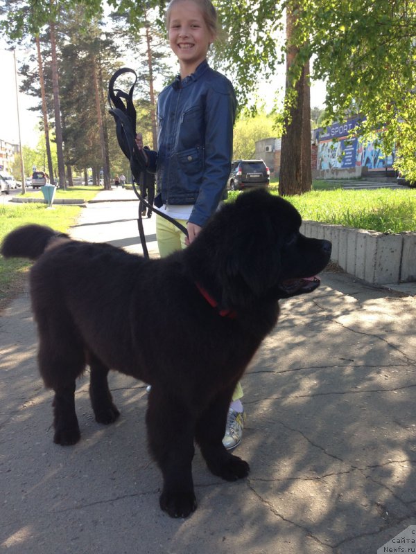 Фото: ньюфаундленд CHeyz Kaden Kleve Led (Чейз Каден Клеве Лед)