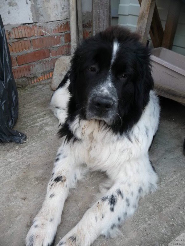 Фото: ньюфаундленд Sent Djons Viva Viktoria (Сент Джонс Вива Виктория)