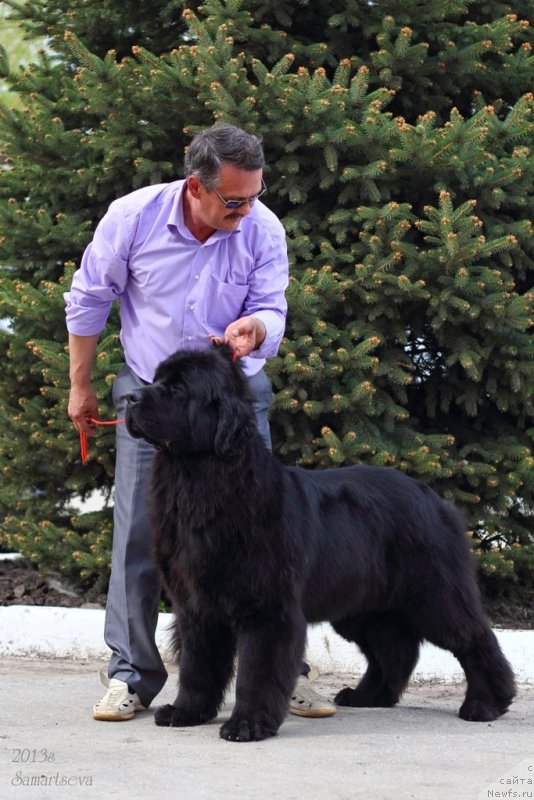 Фото: ньюфаундленд Zvezdnij Dar Afrodita (Звездный Дар Афродита)