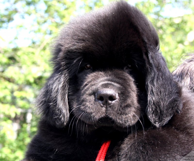 Фото: ОБУШ ШЕД ВЭЛЛИ ЛАЙК