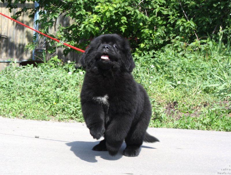 Фото: ОБУШ ШЕД ВЭЛЛИ ЛАЙК