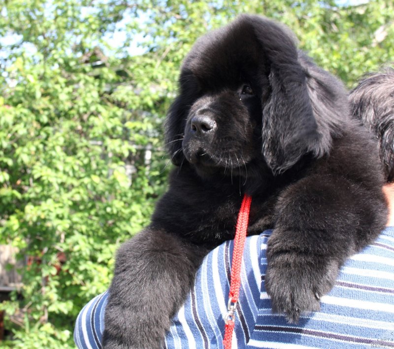 Фото: ОБУШ ШЕД ВЭЛЛИ ЛАЙК