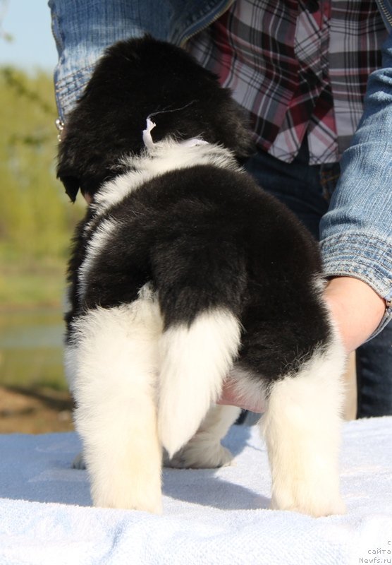 Фото: ньюфаундленд Akvian Song Kompliment (Аквиан Сонг Комплимент), 