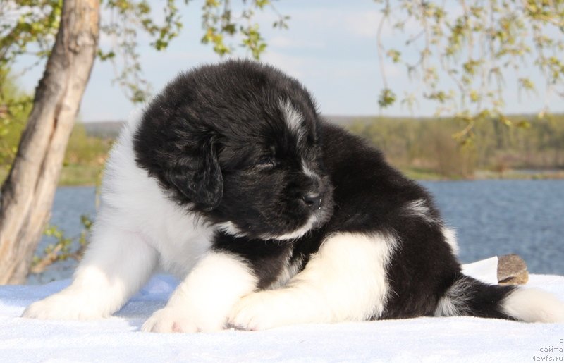 Фото: Аквиан Сонг К...
Красная нитка, кобель.