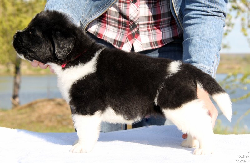 Фото: Аквиан Сонг К...
Красная нитка, кобель.