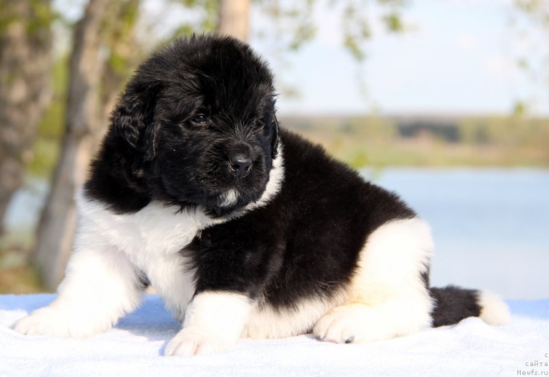 Фото: ньюфаундленд Akvian Song Kosmopoliten (Аквиан Сонг Космополитен), .Белая нитка, кобель.