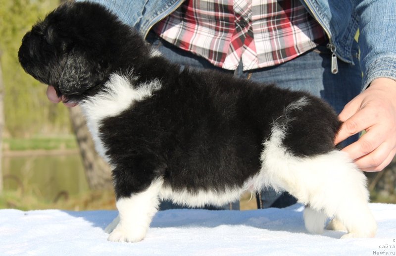 Фото: ньюфаундленд Akvian Song Kosmopoliten (Аквиан Сонг Космополитен), .Белая нитка, кобель.